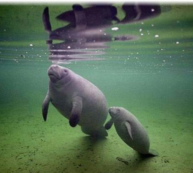 manatee-observation-and-education-center-photo